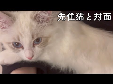 先輩と会った子猫/サイベリアンとラガマフィンの相性は…