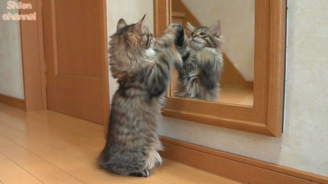 かかってこい！鏡の中の自分と戦う子猫たち