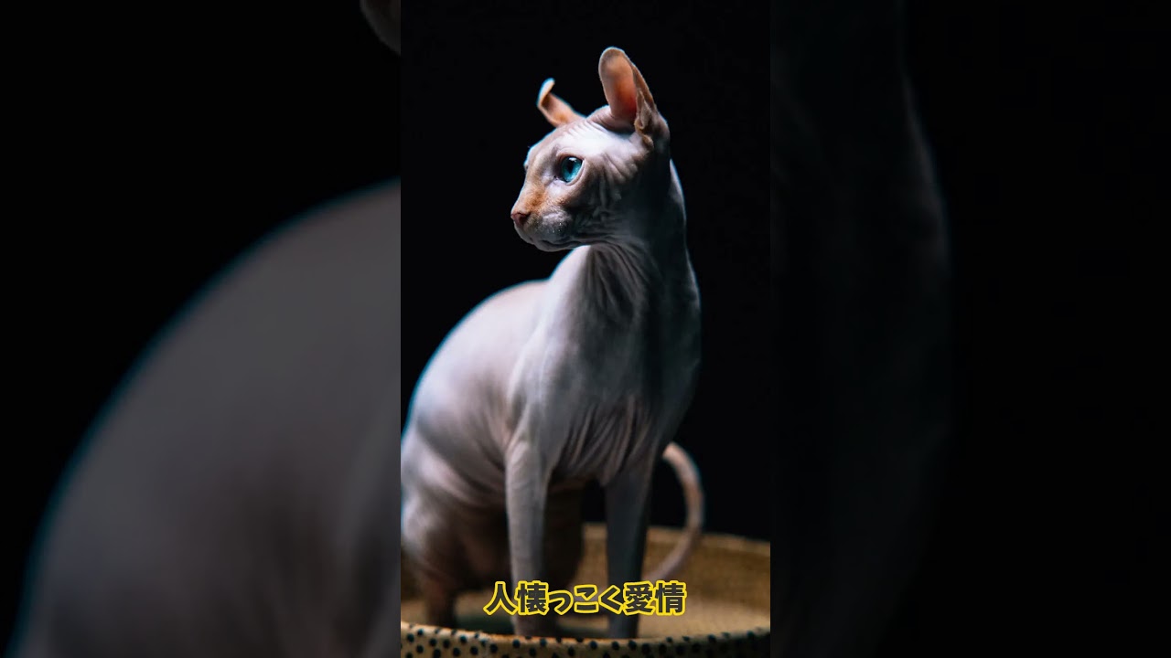 【ミステリアスな無毛猫「スフィンクス」その知られざる歴史とは？】 @Utatane.L  #ショート動画 #shorts #猫のいる暮らし #歴史探訪 #スフィンクス猫 #猫好き