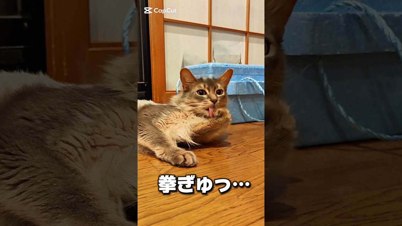 【猫動画】パワー！なソマリ　#cat  #cats #shorts #猫 #ねこ