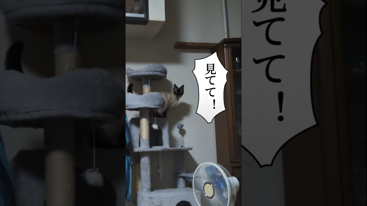 シャム猫マロンちゃん☆ついに食器棚の上へ…🤣#cat #catshorts #しゃむねこ #保護猫 #シャム猫 #ねこのいる生活 #ねこのいる暮らし #カレンダー配布中♡