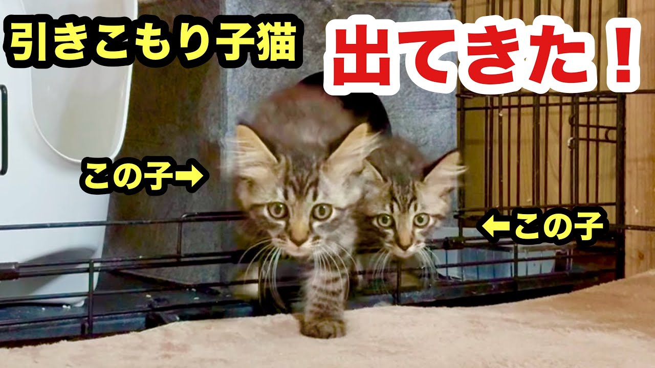 引きこもり怖がり子猫が出てきました！