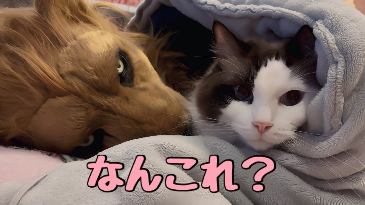 【でぶ猫】ライオンと一緒に寝るラグドール😈