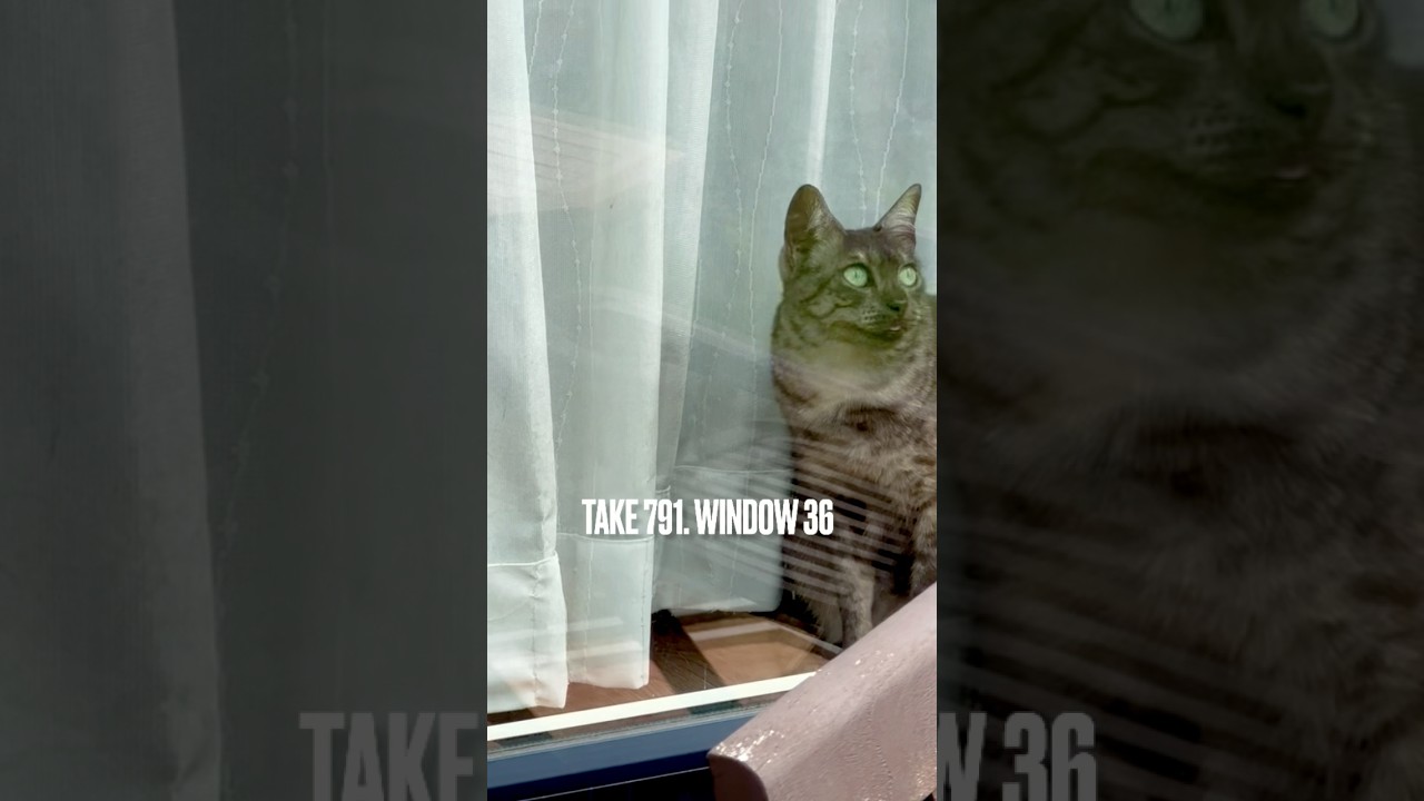 毎年恒例 #スペクタクル 1.2t #薪搬入 にゃ‼️#薪 #ナラ30cm #冬じたく #egyptianmaucat #まどべのねこ #window #エジプシャンマウ #猫あくび #shorts