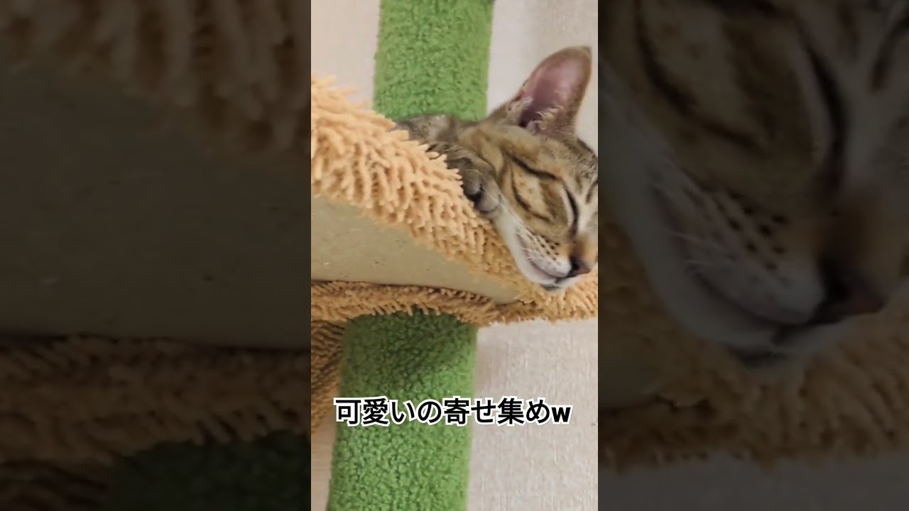 【本編】遂にキャットタワー到着！設置したらこうなった　#cat #仲良し #保護猫 #猫動画