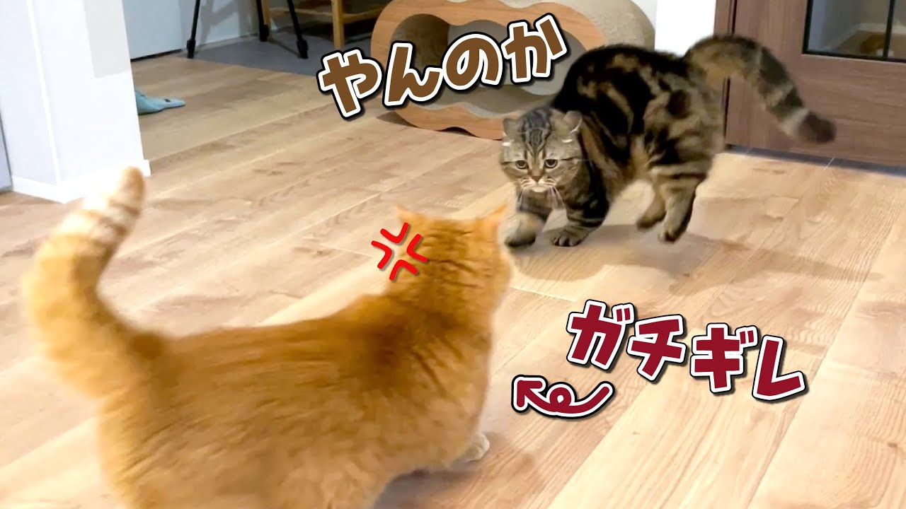 怒ると怖すぎる兄猫にケンカを仕掛けてしまった弟猫の結末が…