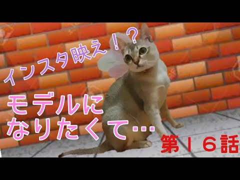 【シンガプーラ】自らインスタスポットへ向かう猫