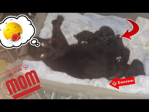Havana Brown gave birth😊 (kitty)