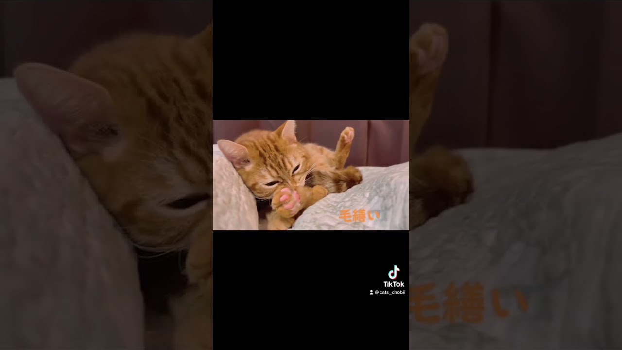 丁寧に毛繕いする猫　　アメショーのちょび　#アメリカンショートヘア #猫好きさんと繋がりたい　#ねこのいるくらし #cattytv #cattyman #猫の毛繕い　#猫の癒し #猫