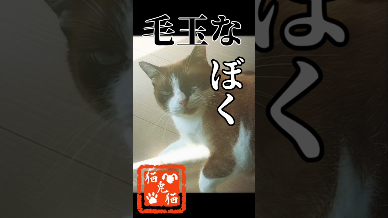 掃除機吸い、仕上げは毟る！！ #music #tnr #cat #スノーシュー猫 #猫のいる暮らし #ねこ  #バンド #邦ロック
