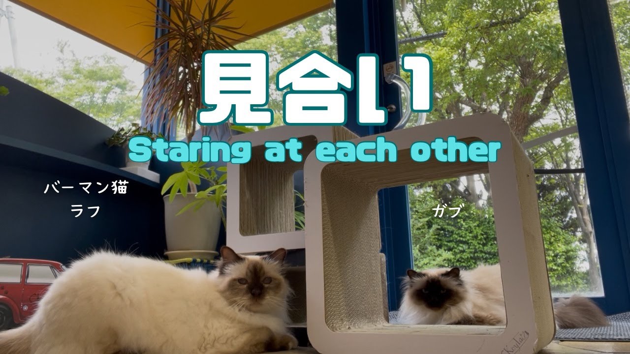 バーマン猫ラフとガブ【見合い】Staring at each other（バーマン猫）Birman/Cat