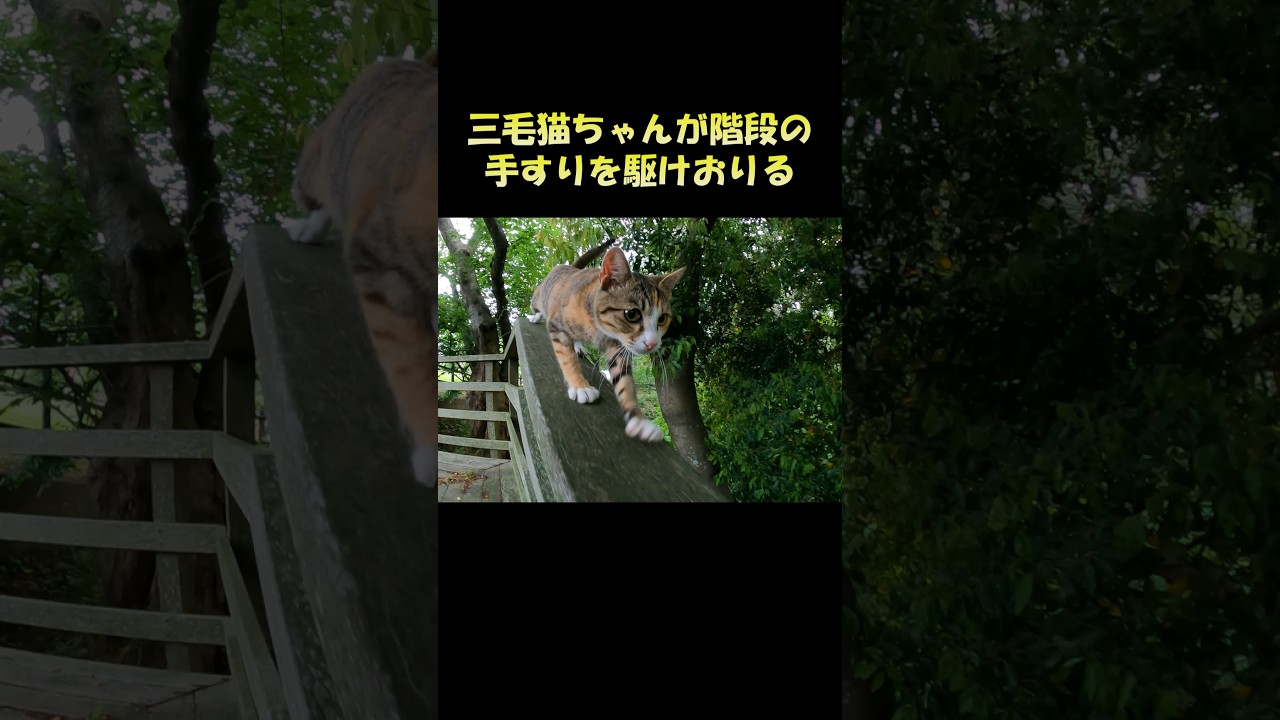 三毛猫ちゃんが階段の手すりを駆けおりる #猫 #ねこ #cat