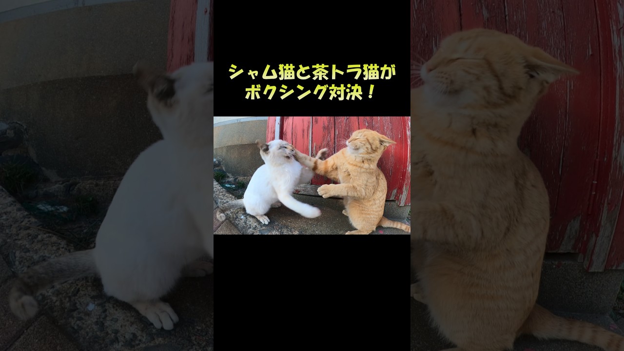 シャム猫と茶トラ猫がボクシング対決！ #猫 #cat #ねこ