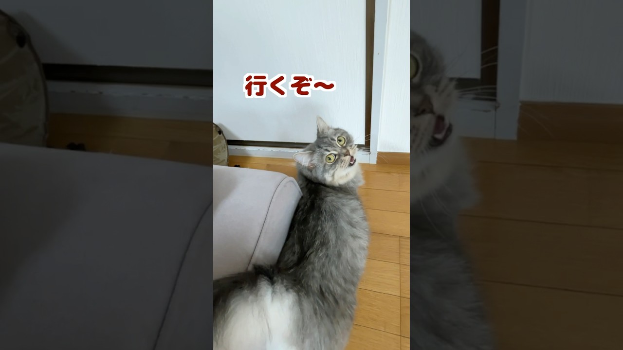やる気満々な猫について行くと楽しすぎましたw  #猫 #ねこ #猫動画 #猫のいる暮らし #マンチカン #ねこのいる生活 #ネコ #猫好きさんと繋がりたい #shorts #cat