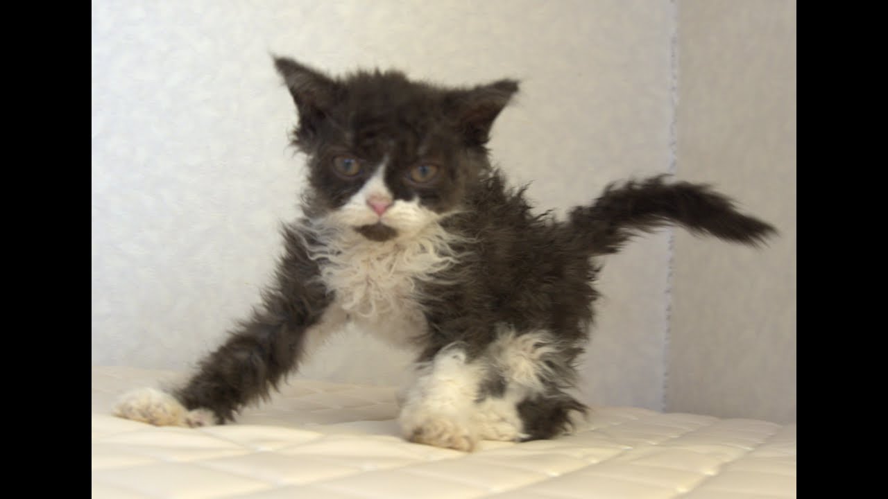 セルカークレックス子猫　Selkirk Rex　2025.4.12産まれ　ブラック＆ホワイト　巻き毛　女の子　シーダキャット猫のお店