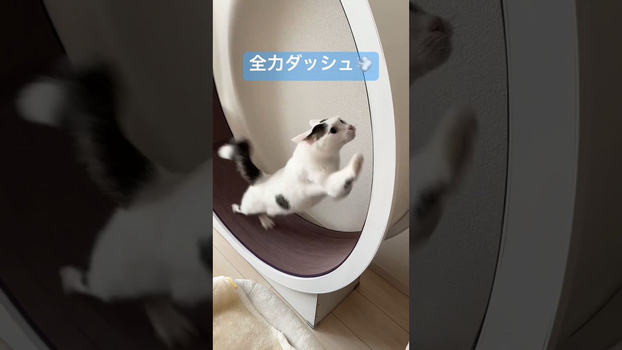 朝の運動が全力すぎる猫 #shorts