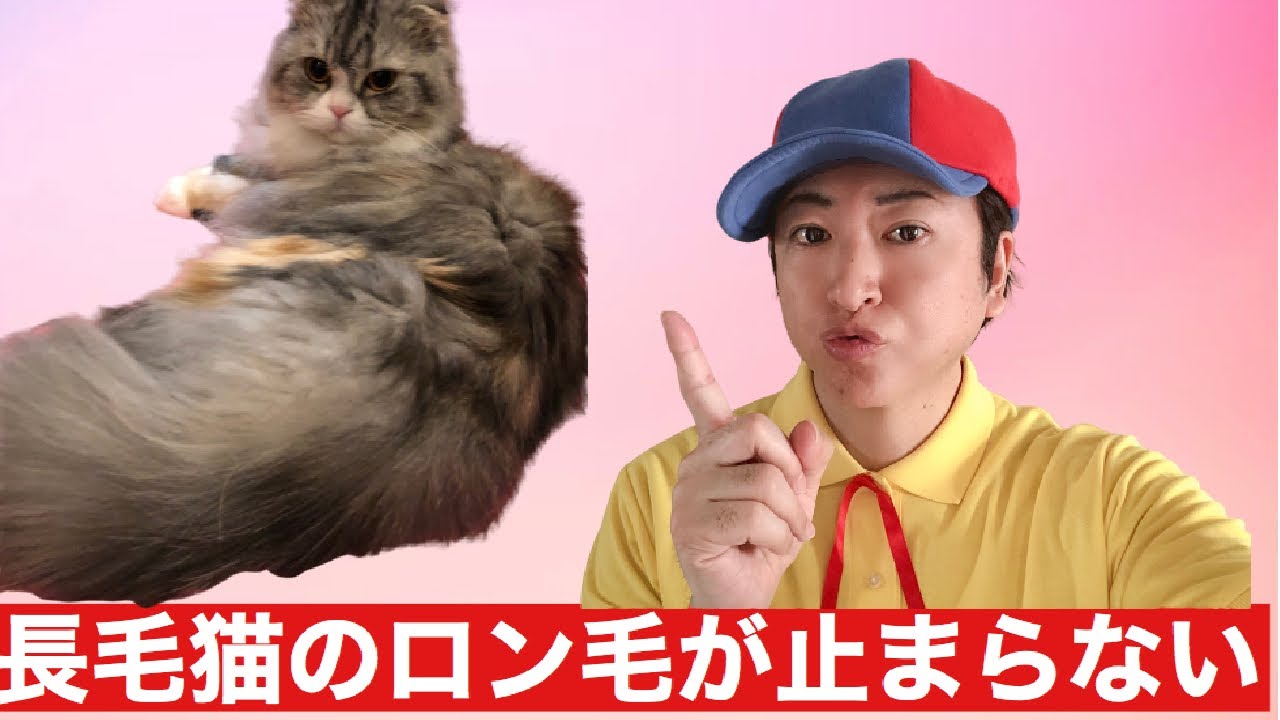 長毛猫のロン毛が止まらない《スコティッシュフォールド》