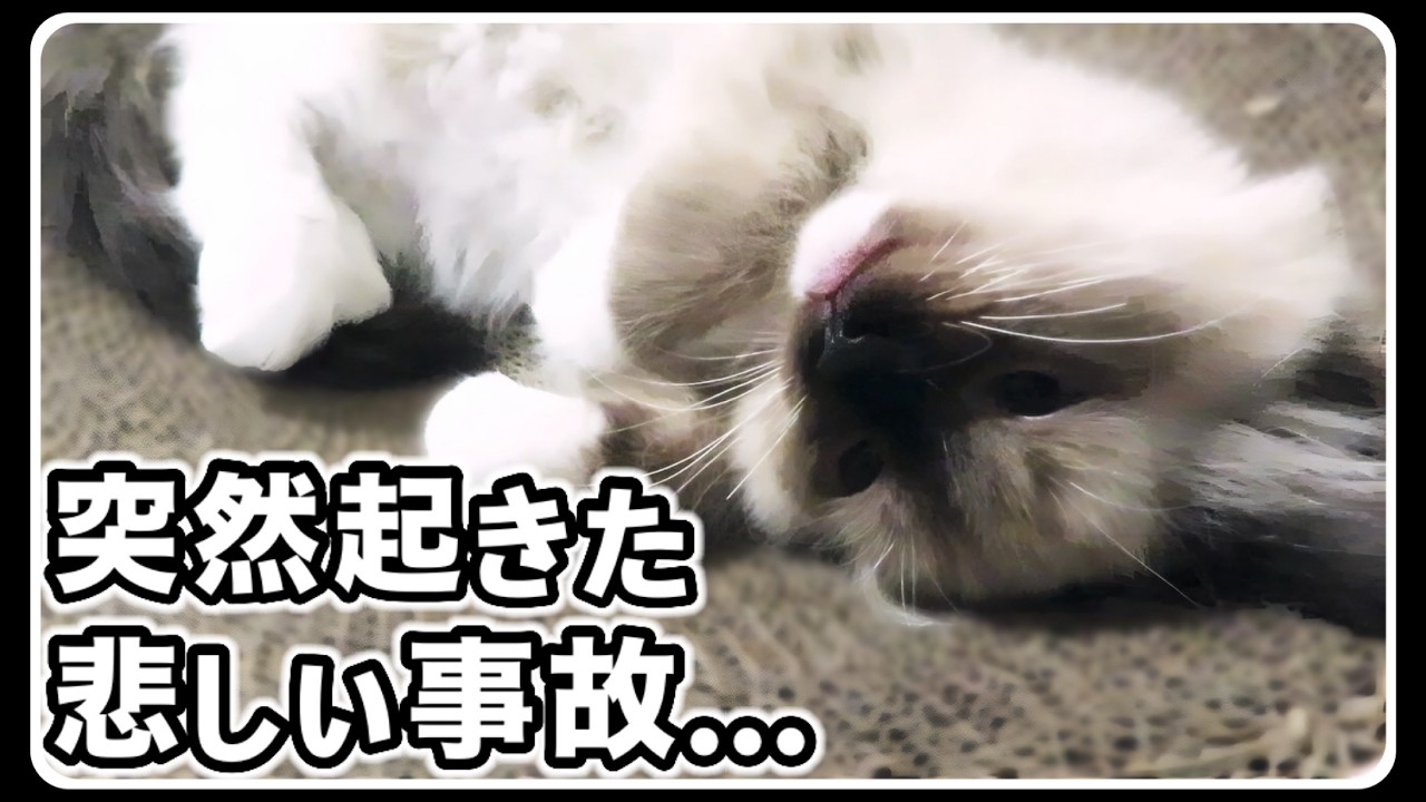 【悲報】もしかして厄日⁉️ 一難去ってまた一難... なんでこんなに不運が続くの？【７つ子子猫】#ラグドール #悲報