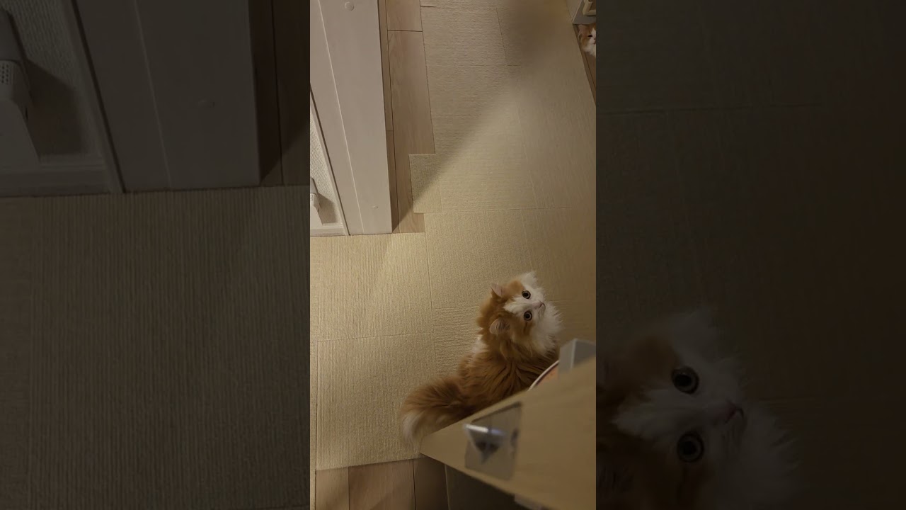 いつもうまくいくとは限らない #cat #ragamuffin #ねこ #ラガマフィン #猫のいる暮らし #猫のいる生活