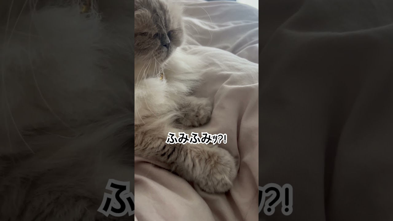 ねぇ！！これってふみふみしてるよね？？？ヒマラヤンのマーベル🐈🐾😂 #いいね #cat #猫のいる暮らし #shorts #猫好きさんと繋がりたい
