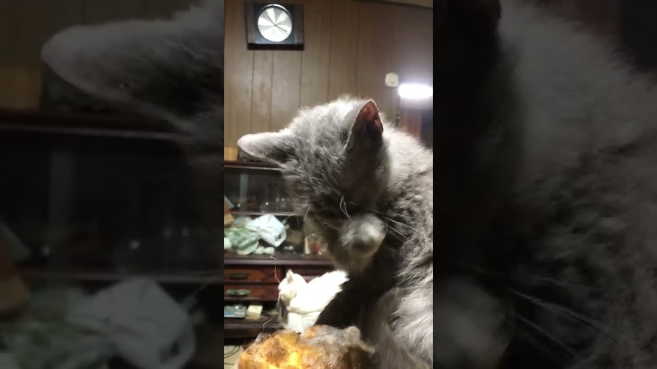ラパーマのリケ。食後の身だしなみ。