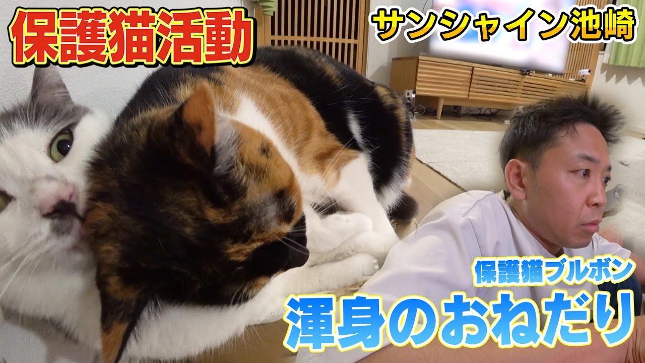 【渾身のおねだり】新入り保護猫ブルボンが風ちゃんに甘えるようにサンシャイン池崎さんには・・・