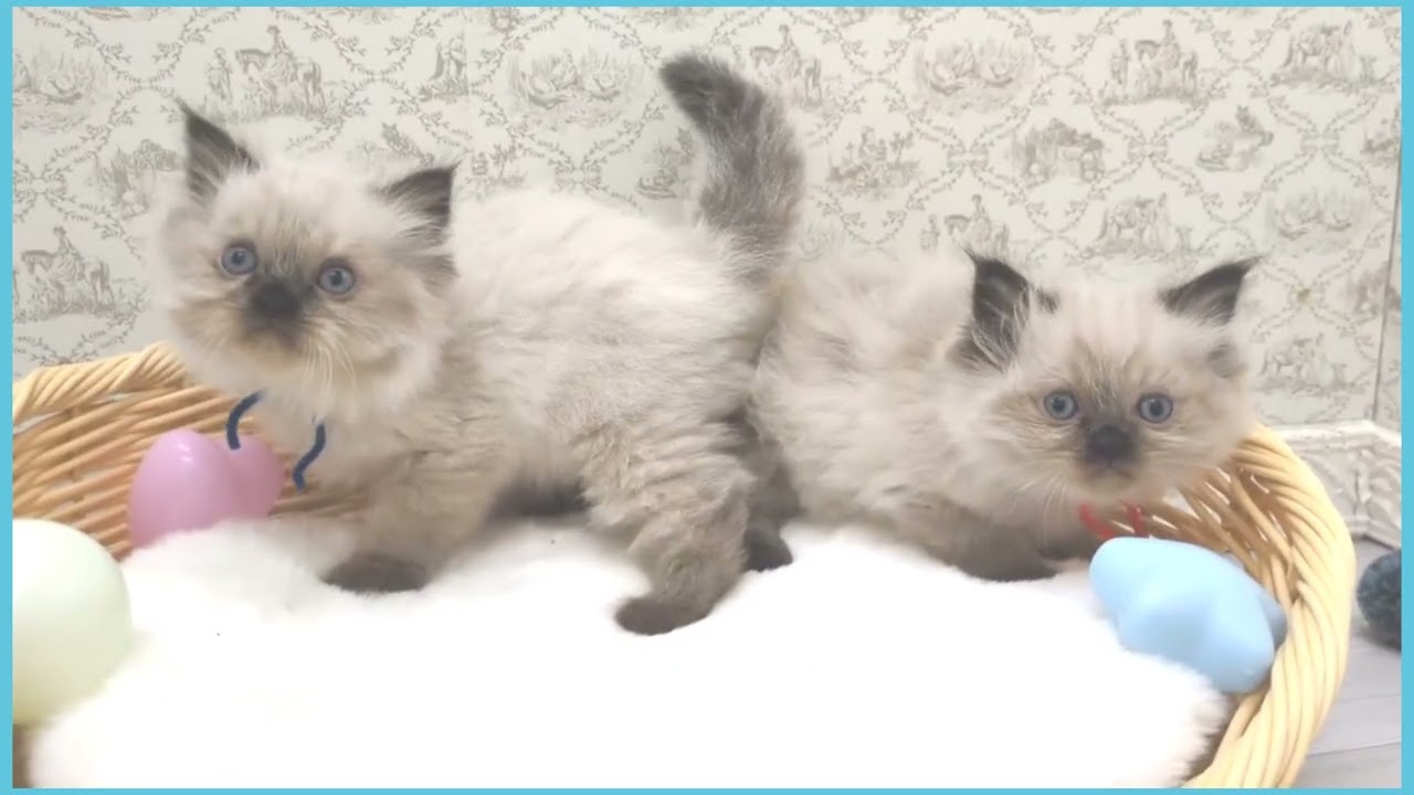 Coo&RIKU　No00711809 ヒマラヤン