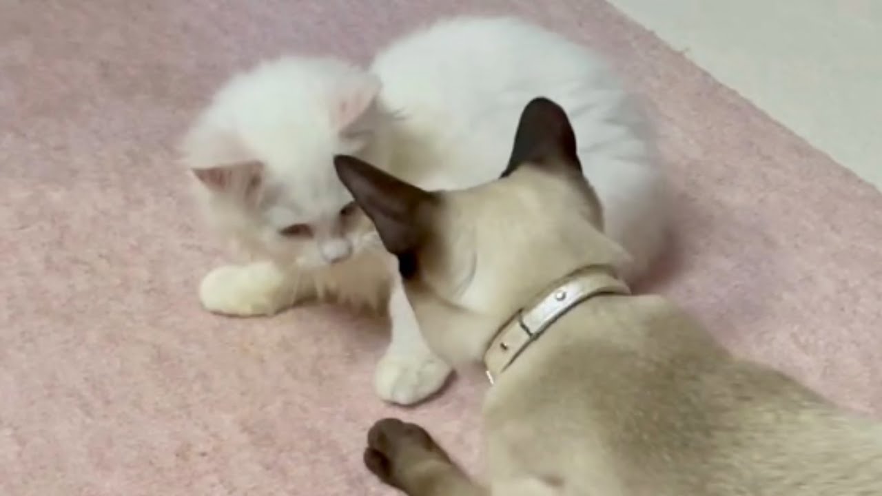 シャム猫のおやつ愛が激しすぎた…【Siamese LIZ shows big love to cat snack】