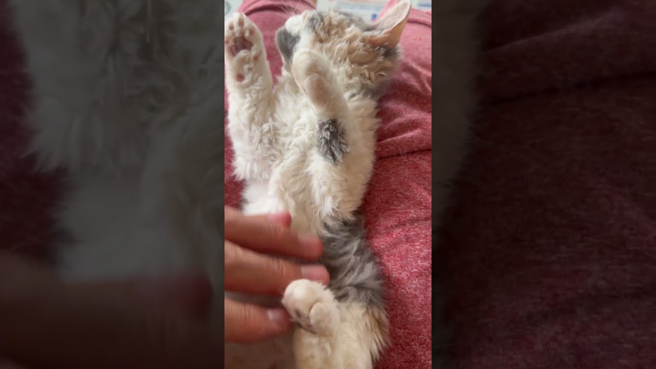 セルカークレックス子猫　2024.2.28産まれ 　ダイリュートキャリコ　パステル三毛　洋三毛猫　　女の子　Selkirk Rex　シーダキャット猫のお店