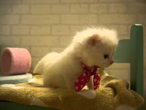 猫ハウス　マイケルランド★マンチカール★女の子★赤