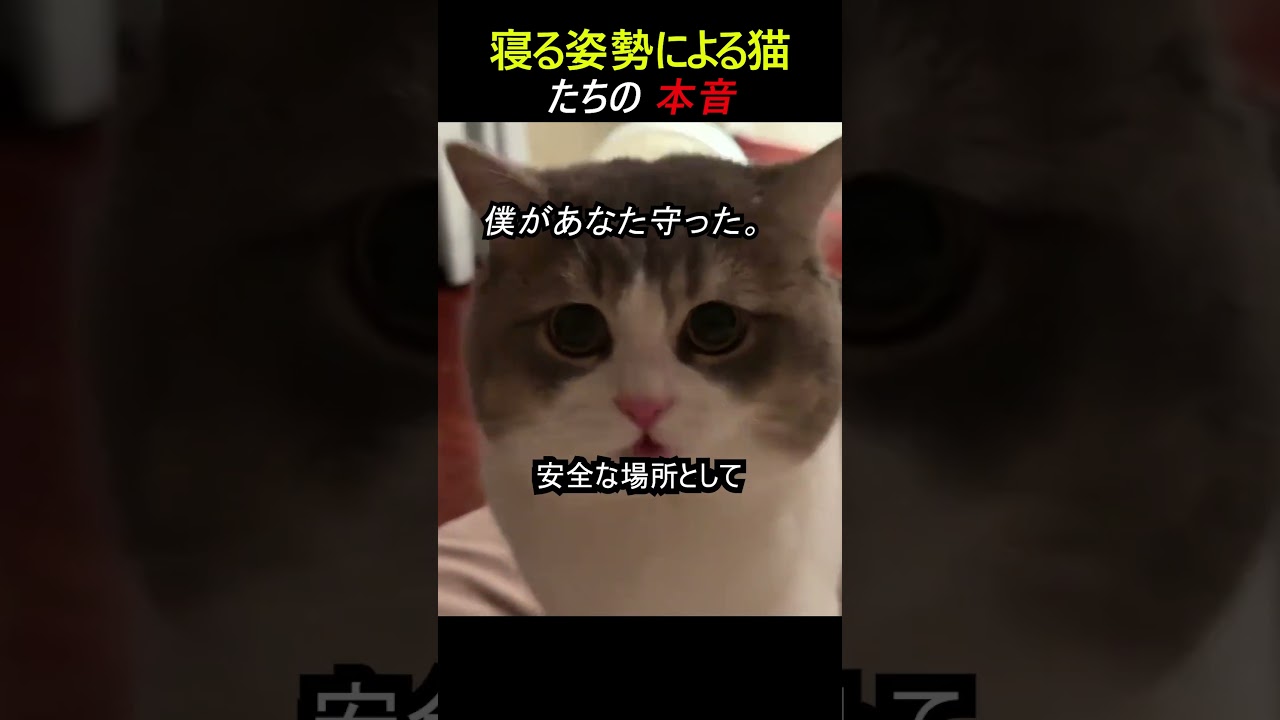 寝る姿勢による猫たちの本音