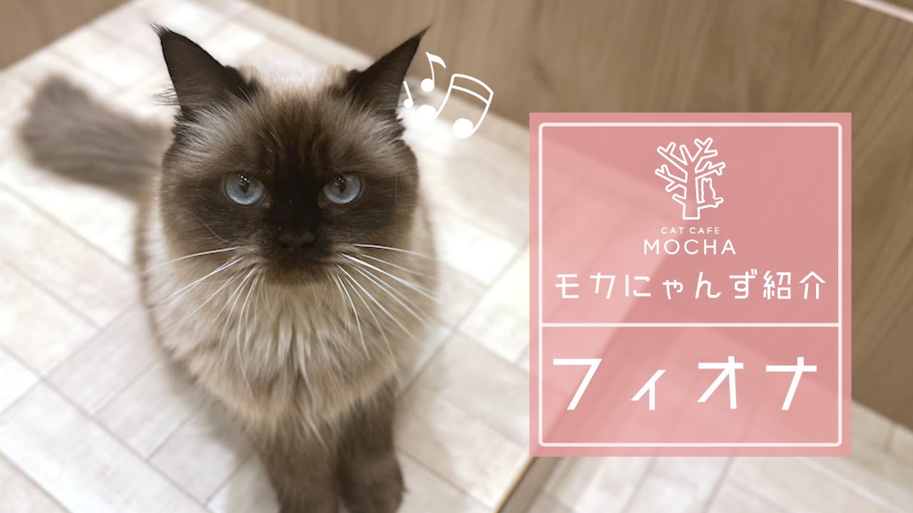 フィオナ（ヒマラヤン♀）名古屋則武新町店