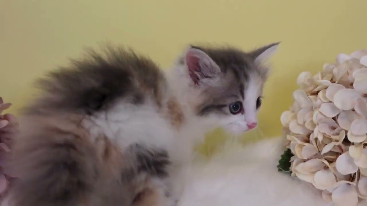 ノルウェージャンフォレストキャット ✨まん丸おめめ＆絶妙グラデ模様🎨ハチワレ🐱（毛色：ブルーパッチドマッカレルタビー&ホワイト）