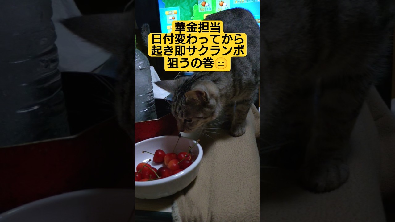 華金の担当吹雪さん…日付変わり担当ボイコット完了したら起床し、即サクランボ狙うの巻#保護猫 #スフィンクス #猫のいる暮らし ＃吹雪