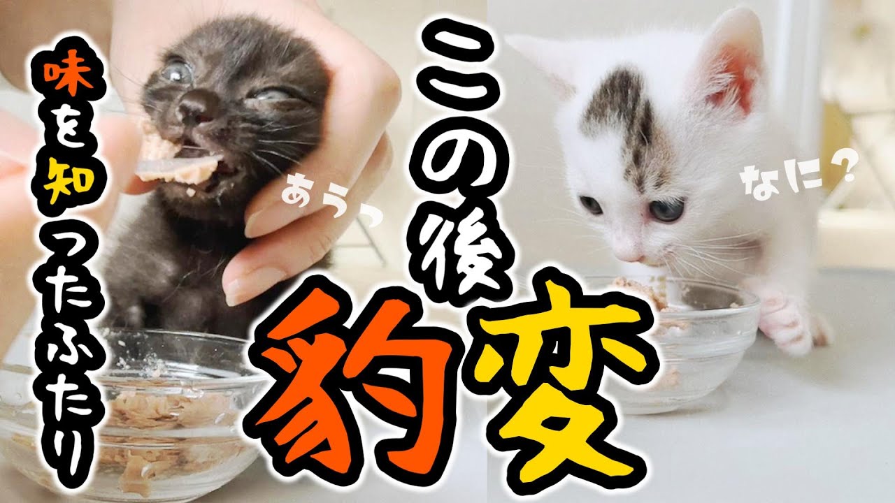 子猫のはじめての離乳食。味を知ったふたりは・・・【保護猫生活1日目】