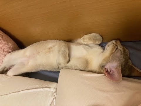 【シンガプーラ】人間みたいに寝る猫はこちら！ #シンガプーラ #子猫