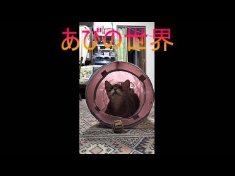 ネコ動画あび＃5010　あびの毎日　アビシニアン　あび
