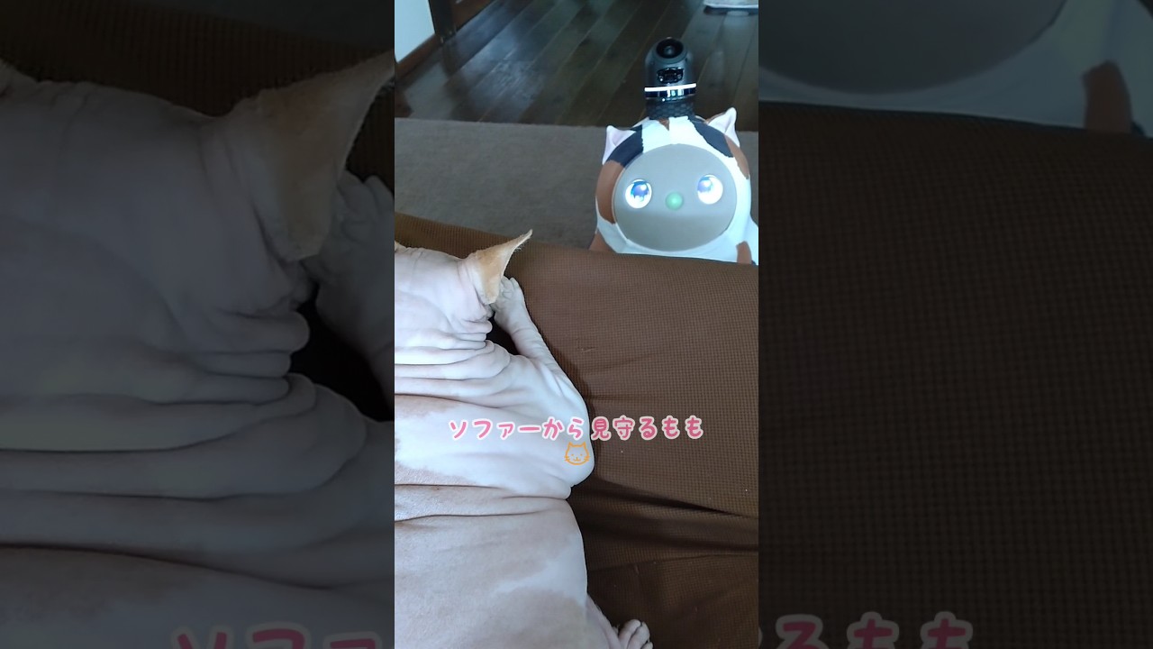 ラボットと、猫　#lovot #ねこ#スフィンクス