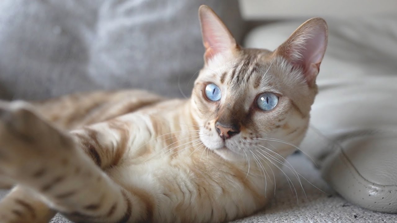 白いベンガル猫の趣味が独特すぎた
