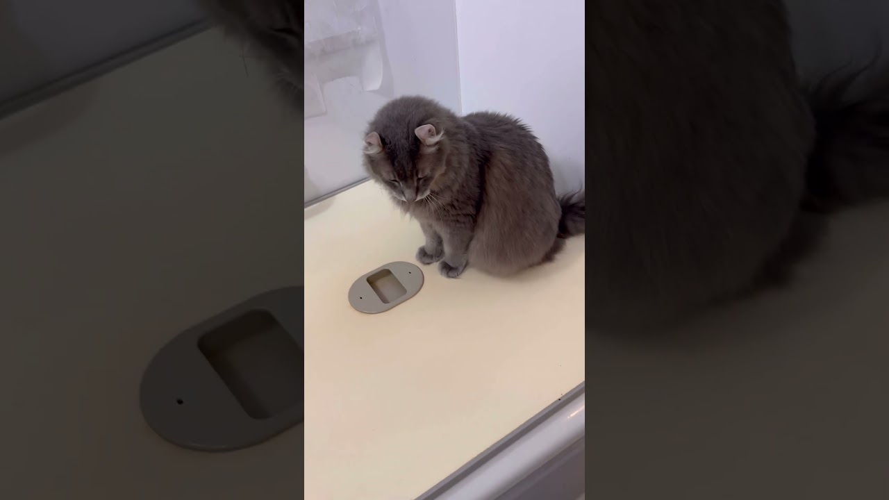 チェックポイント #ねこ動画 #アメリカンカール #catvideos