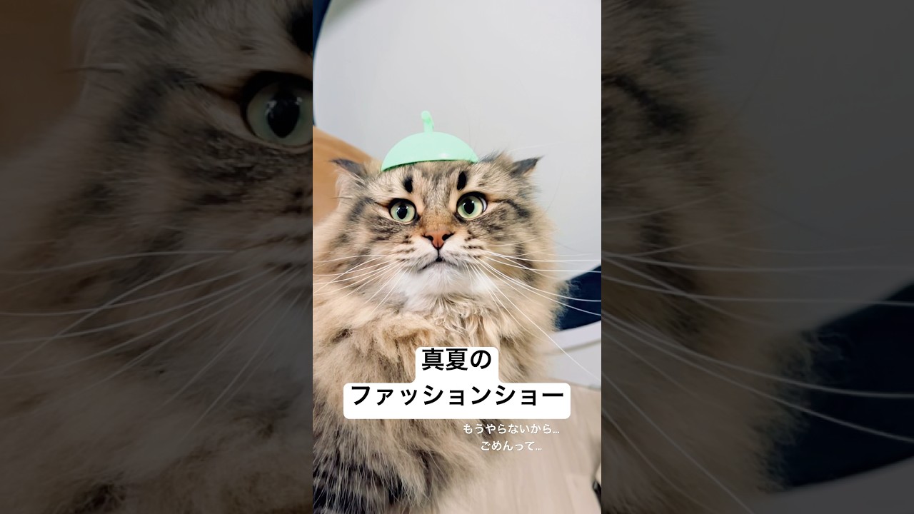 メロン坊や🍈#猫 #サイベリアン