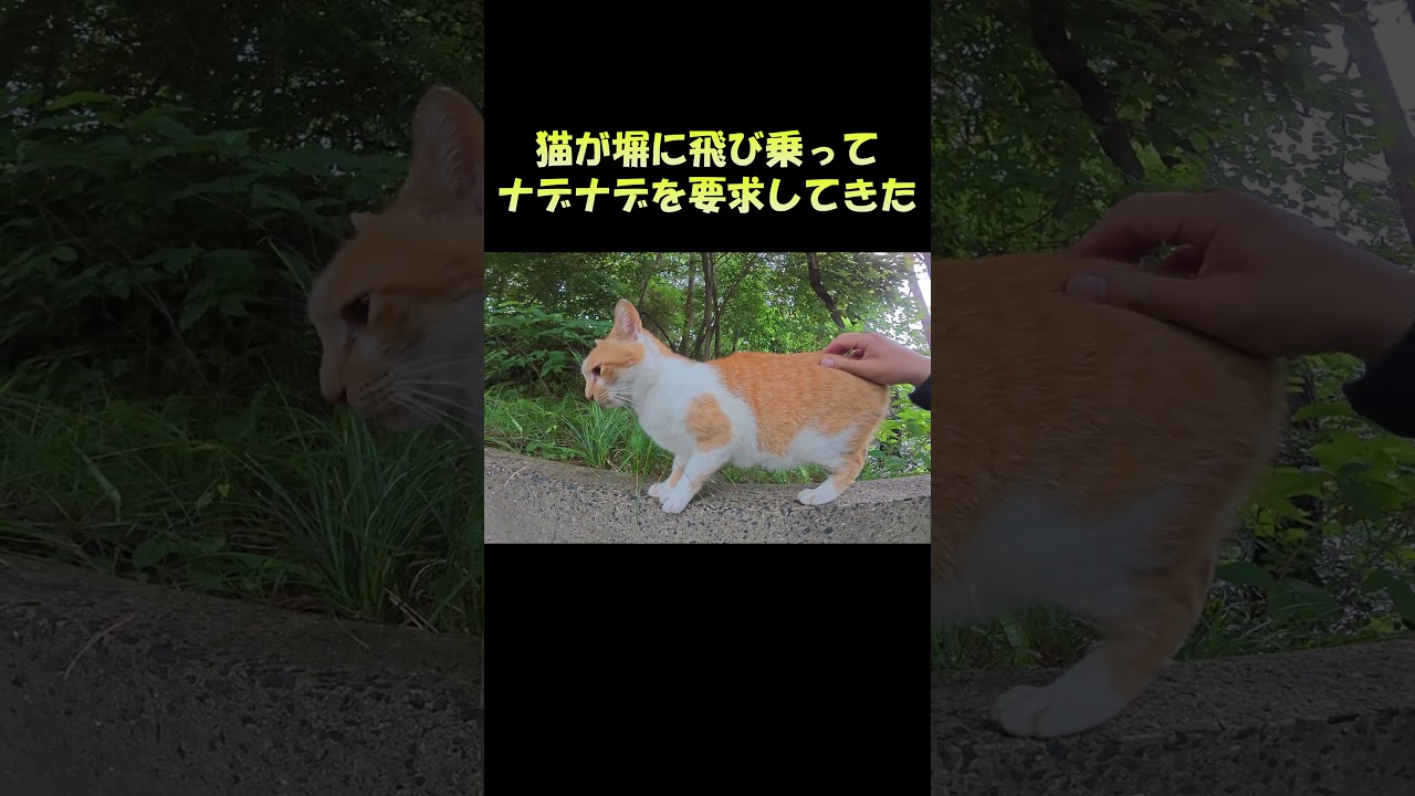 猫が塀に飛び乗ってナデナデを要求してきた #猫 #ネコ #cat