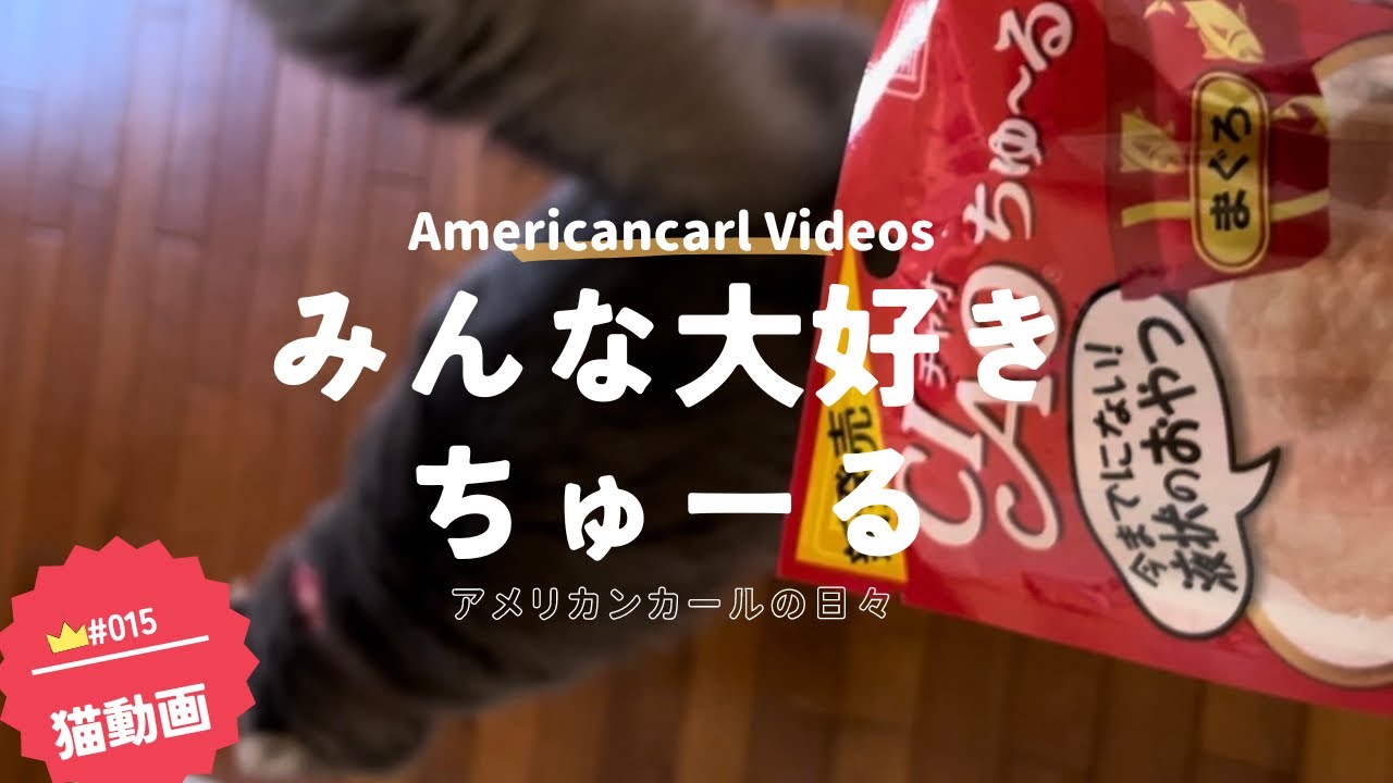 みんな大好き、ちゅーる 「猫動画」 #アメリカンカール