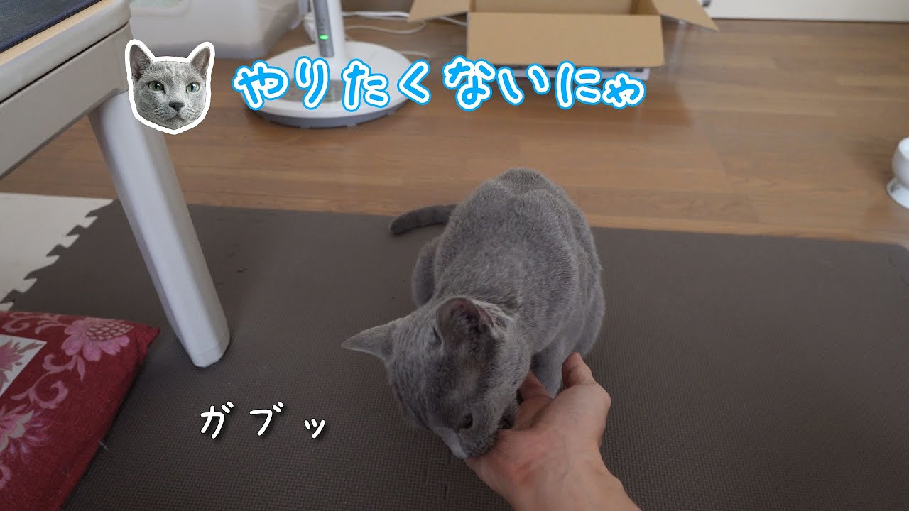 【猫動画】お手、おかわり、時々がぶり【ロシアンブルー】