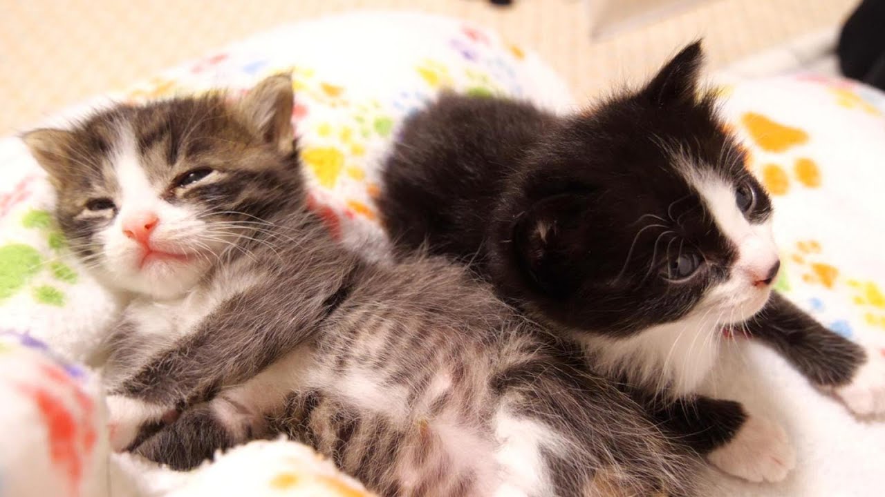 ママが好き過ぎる子猫たちがママのお膝の上で眠ってしまう【赤ちゃん猫　保護猫】