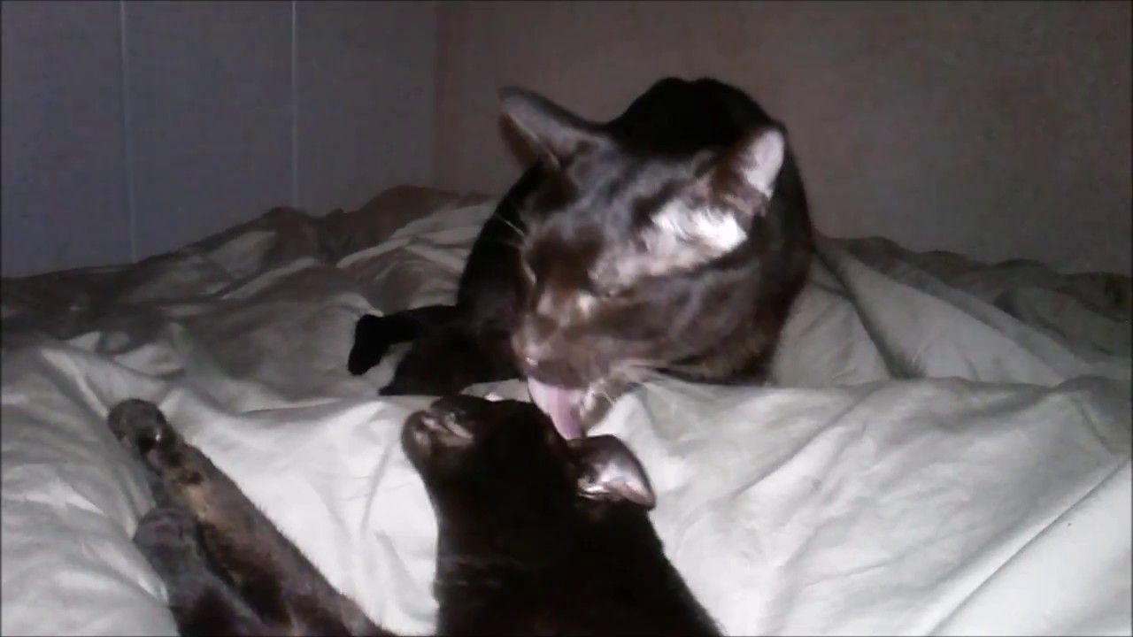 Havana Brown Cats Gauderic & Tikhon