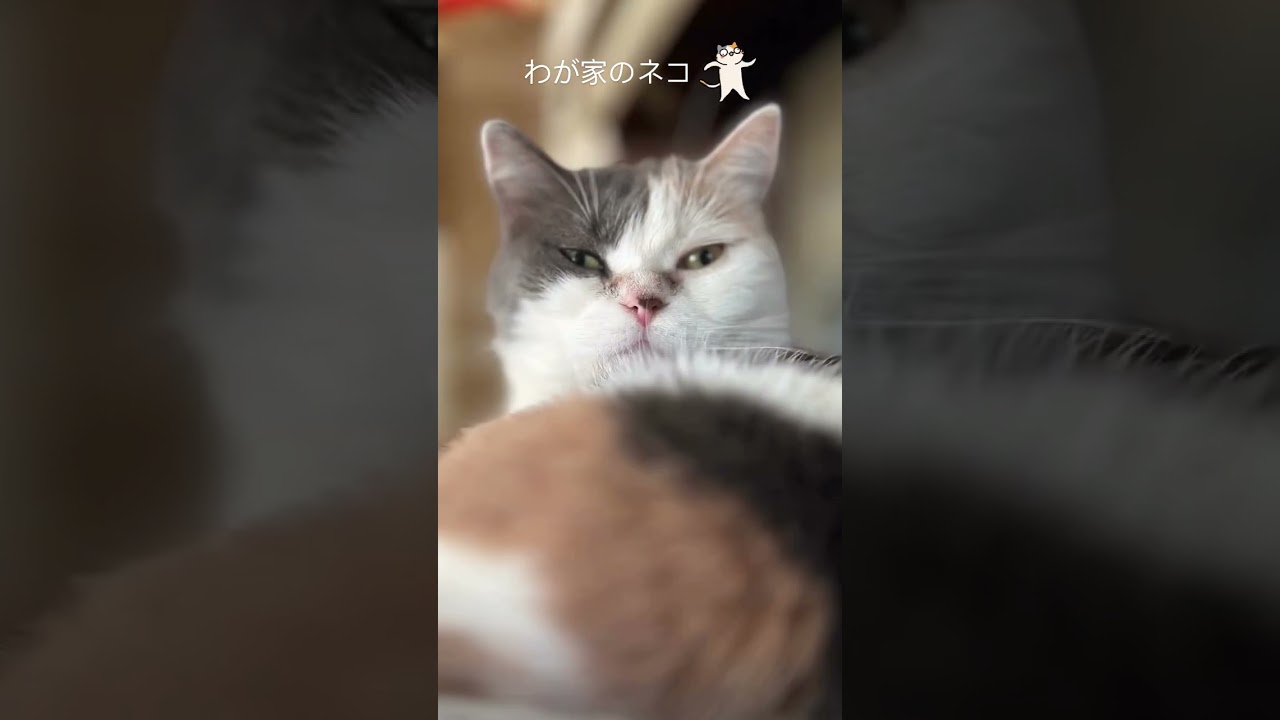 わが家のネコ2025.6.24#立ち耳スコティッシュフォールド #ねこ #ねこのいる暮らし #ねこ動画 #ねこのいる日常 #ねこ好き