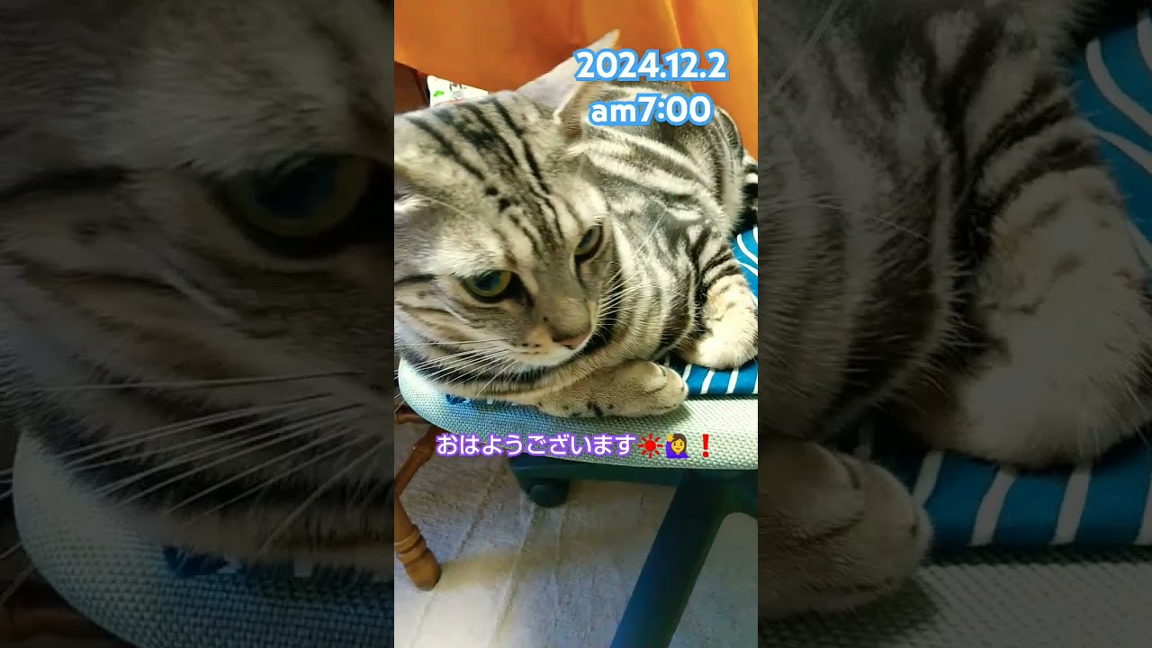 【猫】【ハク】 #猫 #ねこ #ネコ #ベンガル猫  #オシキャット #ミックス猫