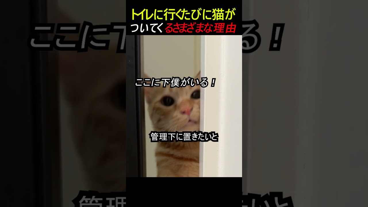 トイレに行くたびに猫がついてくるさまざまな理由