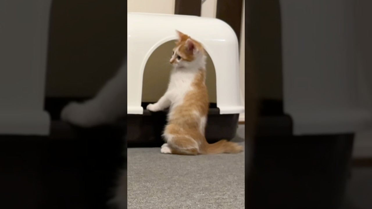 先輩猫の真似がしたい子猫　#猫 #cat  #shorts